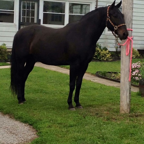 Meet your Posher, Serena - Picture 2 of 5